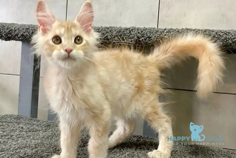 Vasco Maine Coon male red smoke live animals