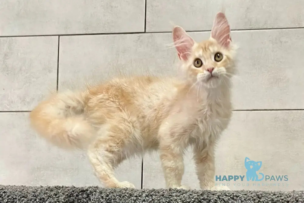 Vasco Maine Coon male red smoke live animals