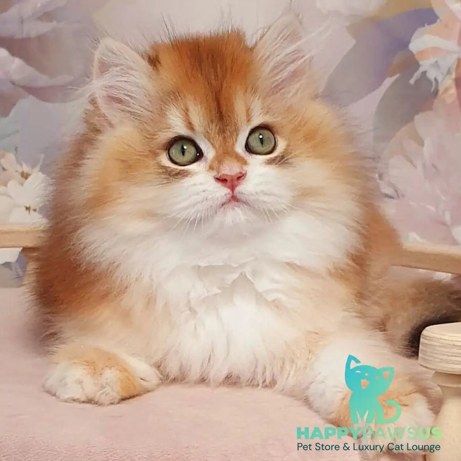 Vasen’ka British Longhair male black golden chinchilla - live animals