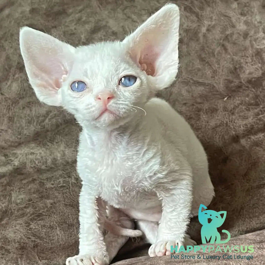 Vasilek Devon Rex male white - live animals