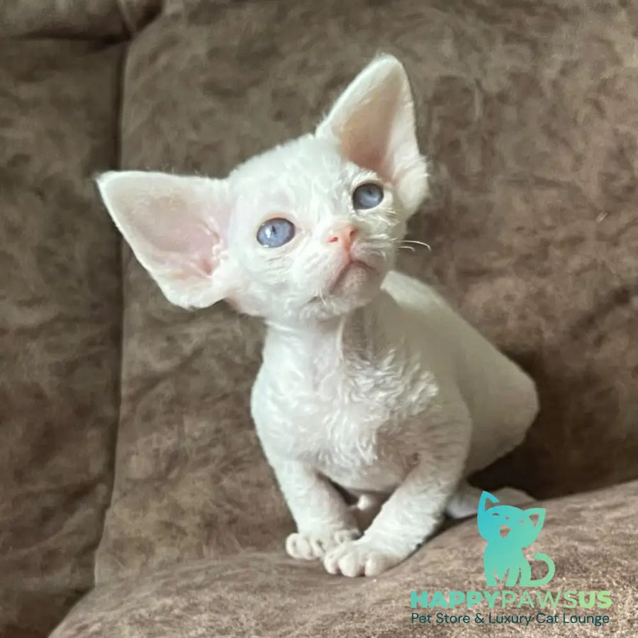 Vasilek Devon Rex male white - live animals