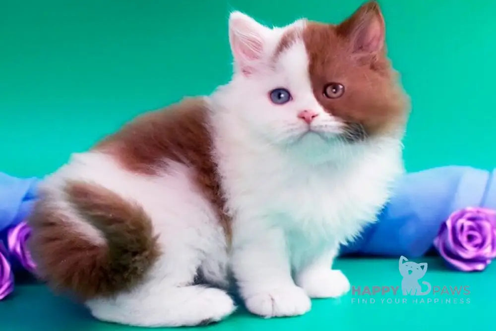 Vasilisa British Longhair female cinnamon tabby - live animals