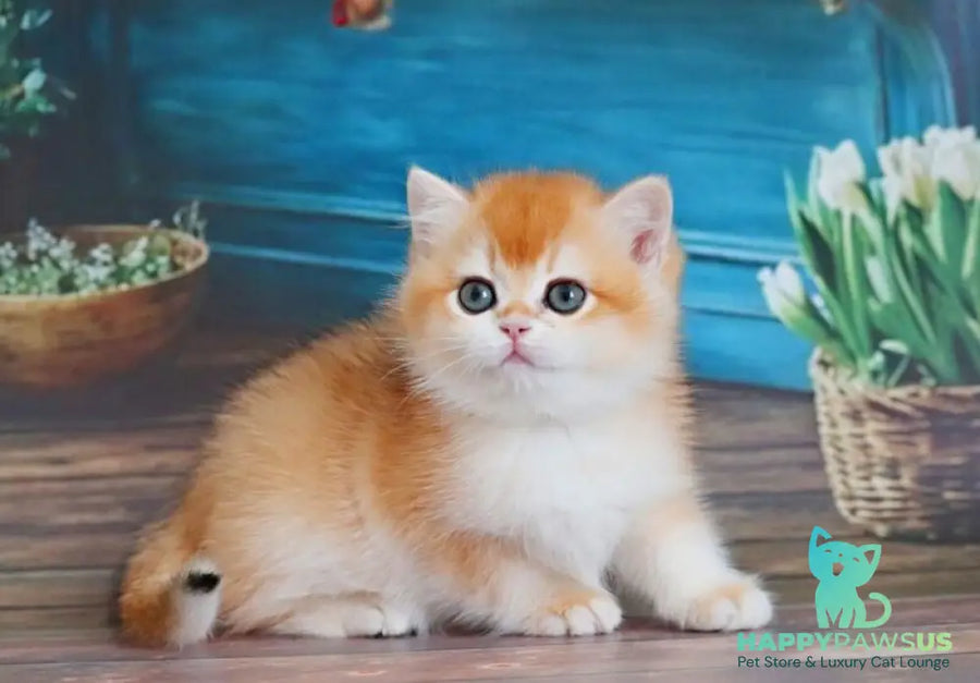 Vasilisa British Shorthair female black golden shaded - live animals