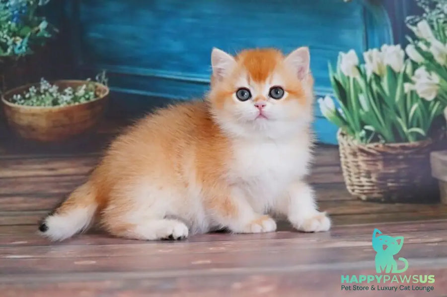 Vasilisa British Shorthair female black golden shaded - live animals