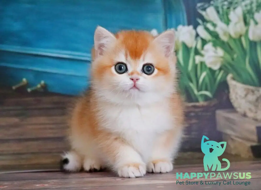 Vasilisa British Shorthair female black golden shaded - live animals