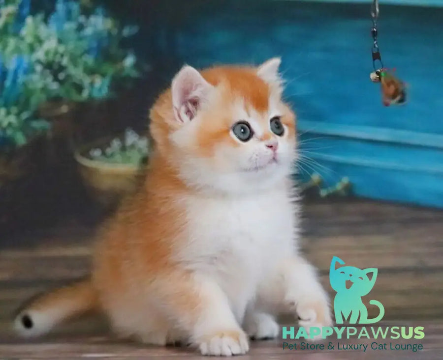 Vasilisa British Shorthair female black golden shaded - live animals