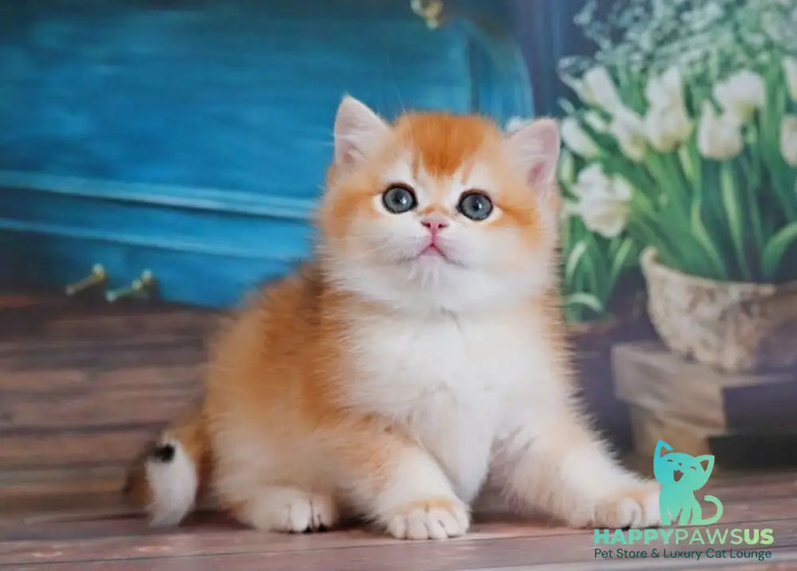 Vasilisa British Shorthair female black golden shaded - live animals
