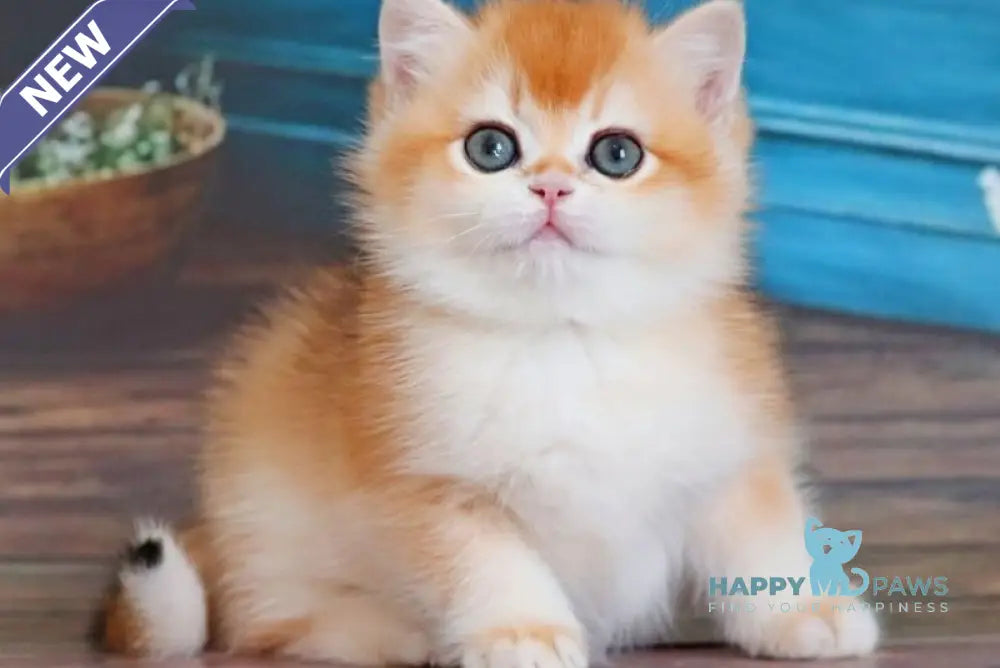 Vasilisa British Shorthair female black golden shaded - live animals