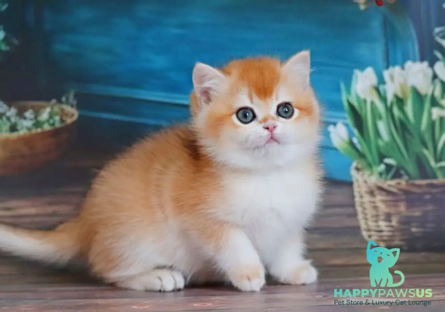 Vasilisa British Shorthair female black golden shaded - live animals