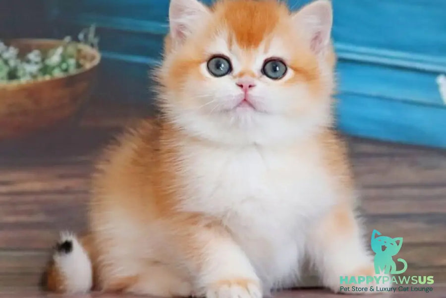 Vasilisa British Shorthair female black golden shaded - live animals