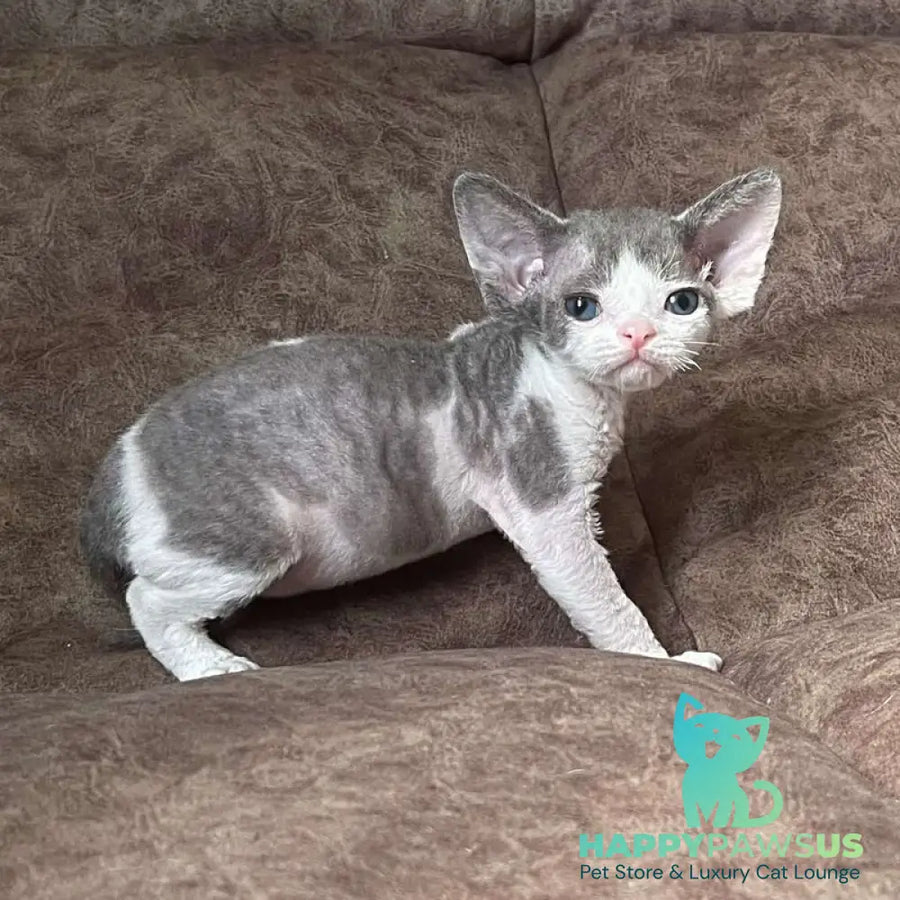 Vasilisa Devon Rex female blue bicolour - live animals