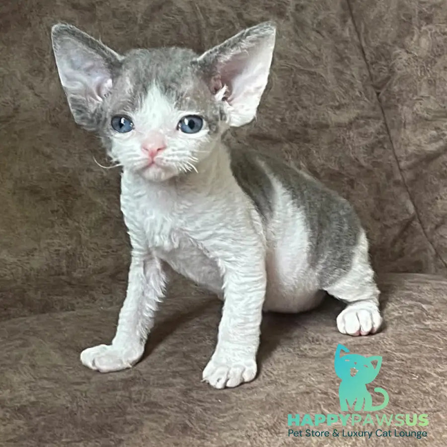 Vasilisa Devon Rex female blue bicolour - live animals