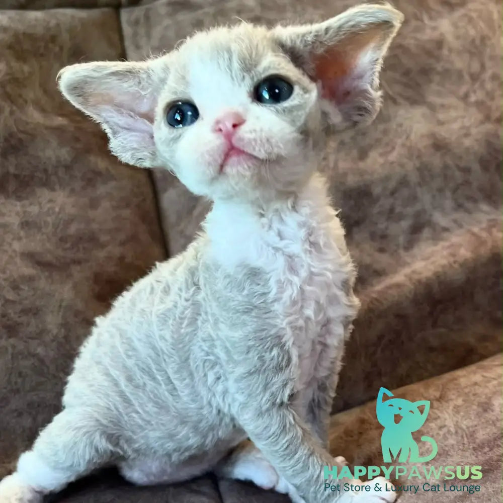 Vasilisa Devon Rex female lilac bicolour - live animals
