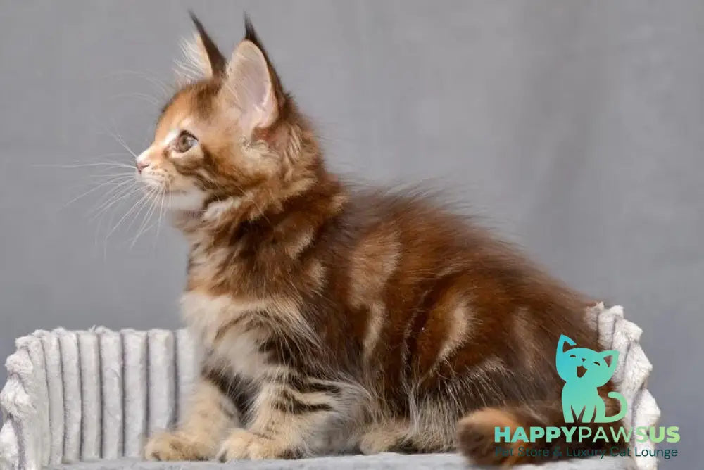 Vatrushka Maine Coon female black tortie with white tabby live animals