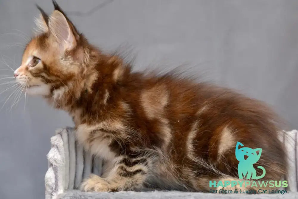Vatrushka Maine Coon female black tortie with white tabby live animals