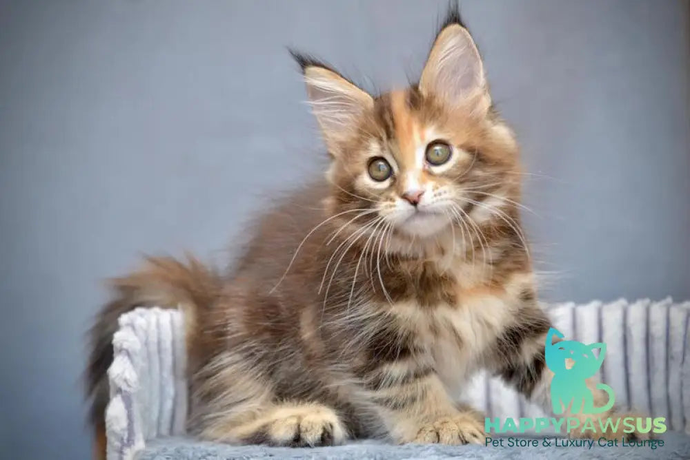 Vatrushka Maine Coon female black tortie with white tabby live animals