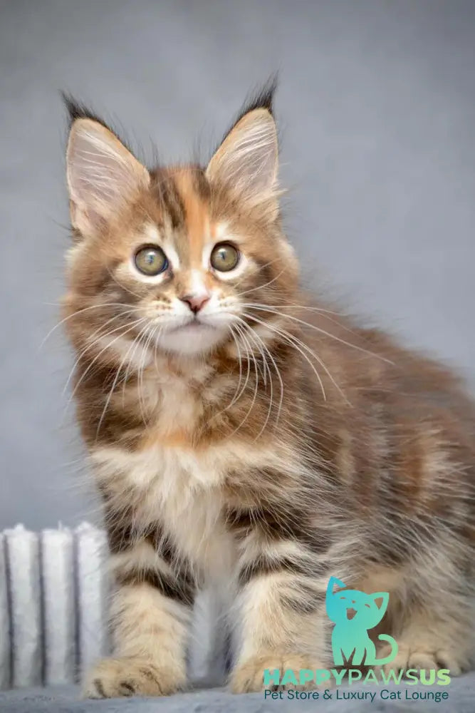 Vatrushka Maine Coon female black tortie with white tabby live animals