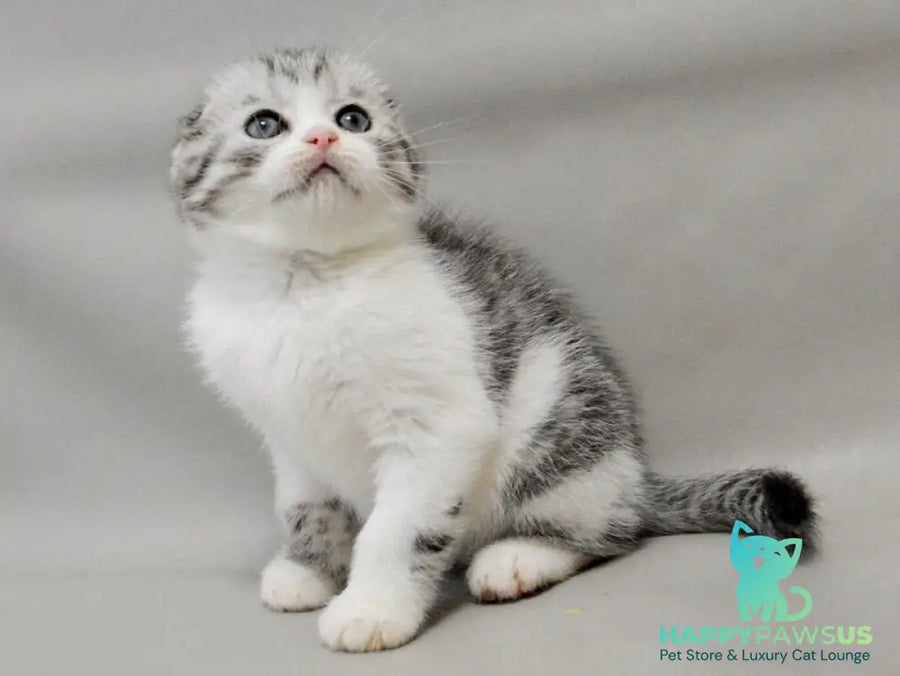 Vatson Scottish Fold male black silver spotted tabby bicolour - live animals