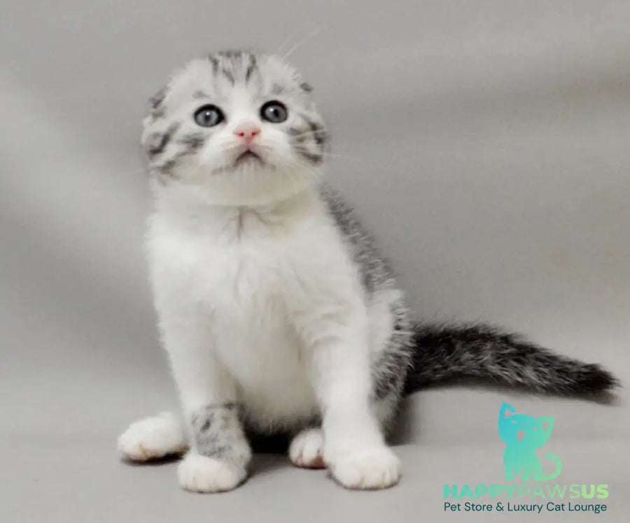 Vatson Scottish Fold male black silver spotted tabby bicolour - live animals