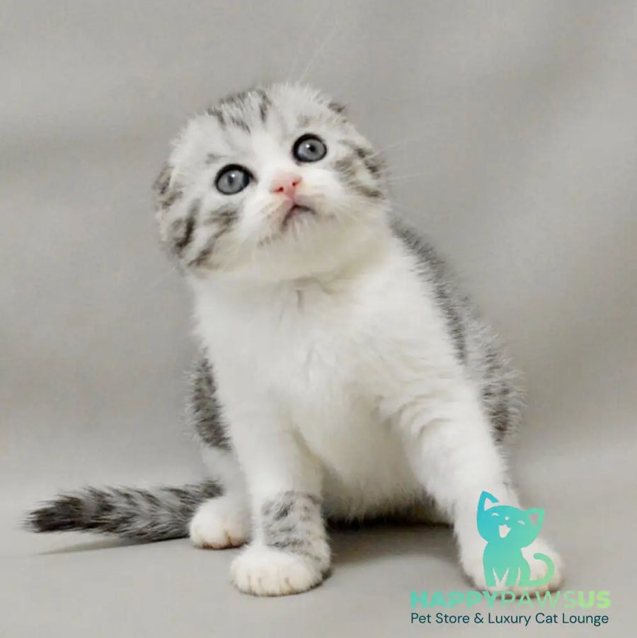 Vatson Scottish Fold male black silver spotted tabby bicolour - live animals