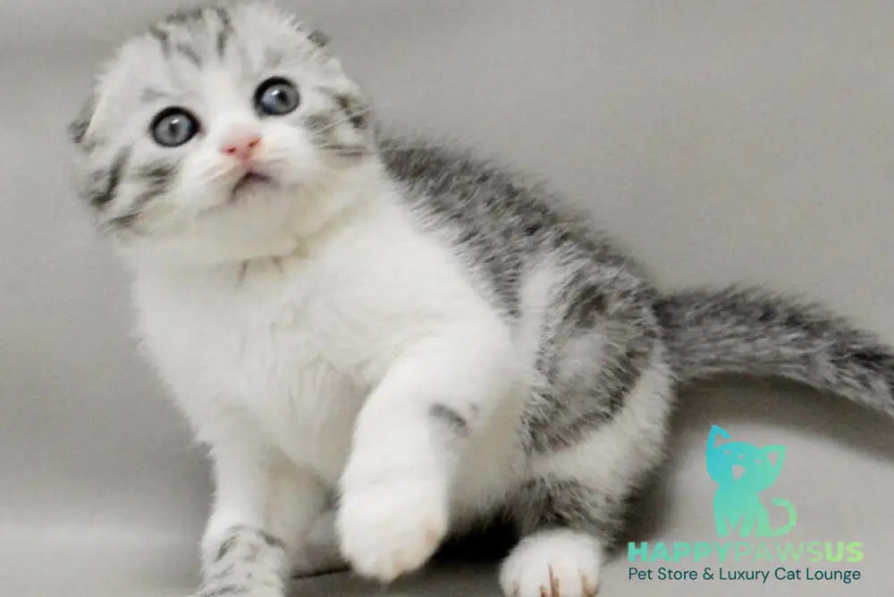 Vatson Scottish Fold male black silver spotted tabby bicolour - live animals