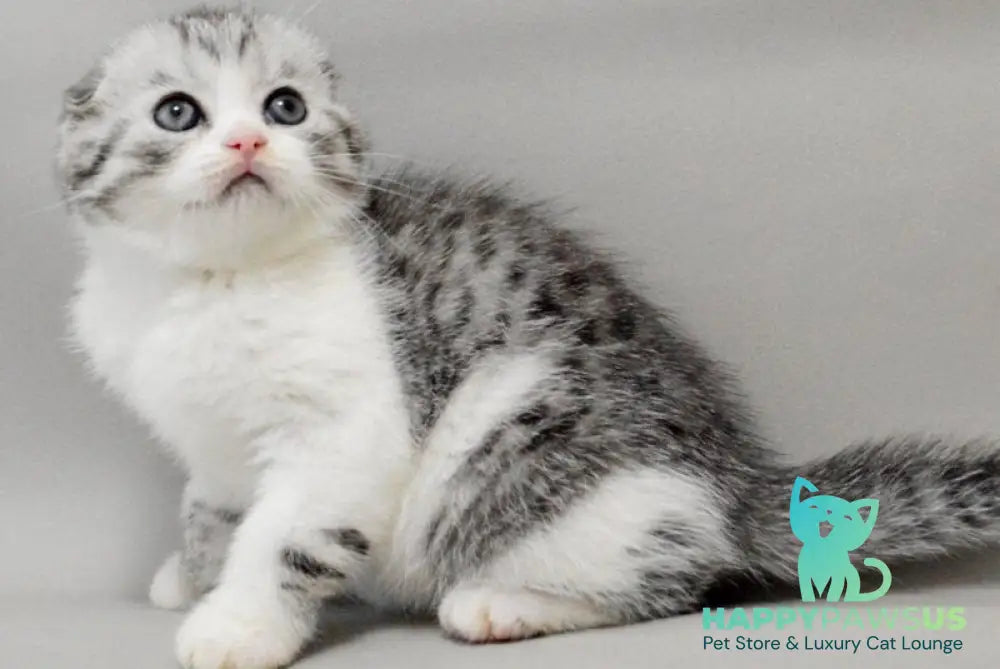 Vatson Scottish Fold male black silver spotted tabby bicolour - live animals
