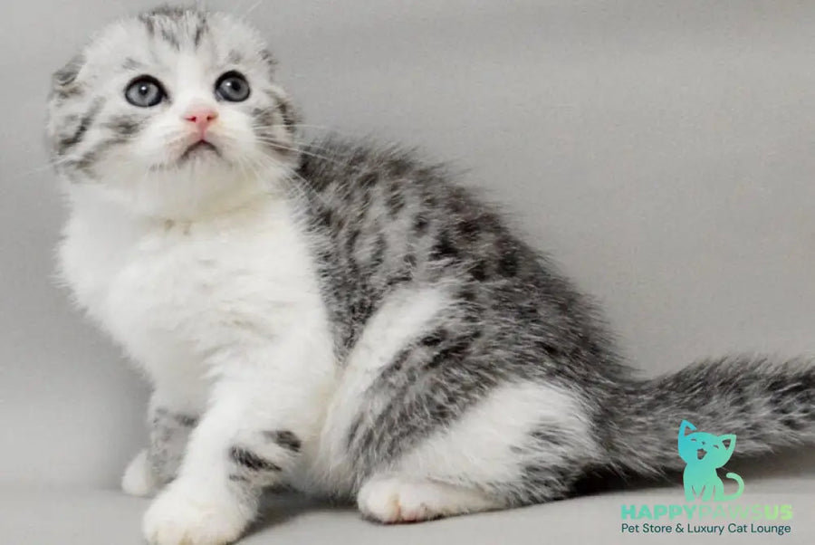 Vatson Scottish Fold male black silver spotted tabby bicolour - live animals