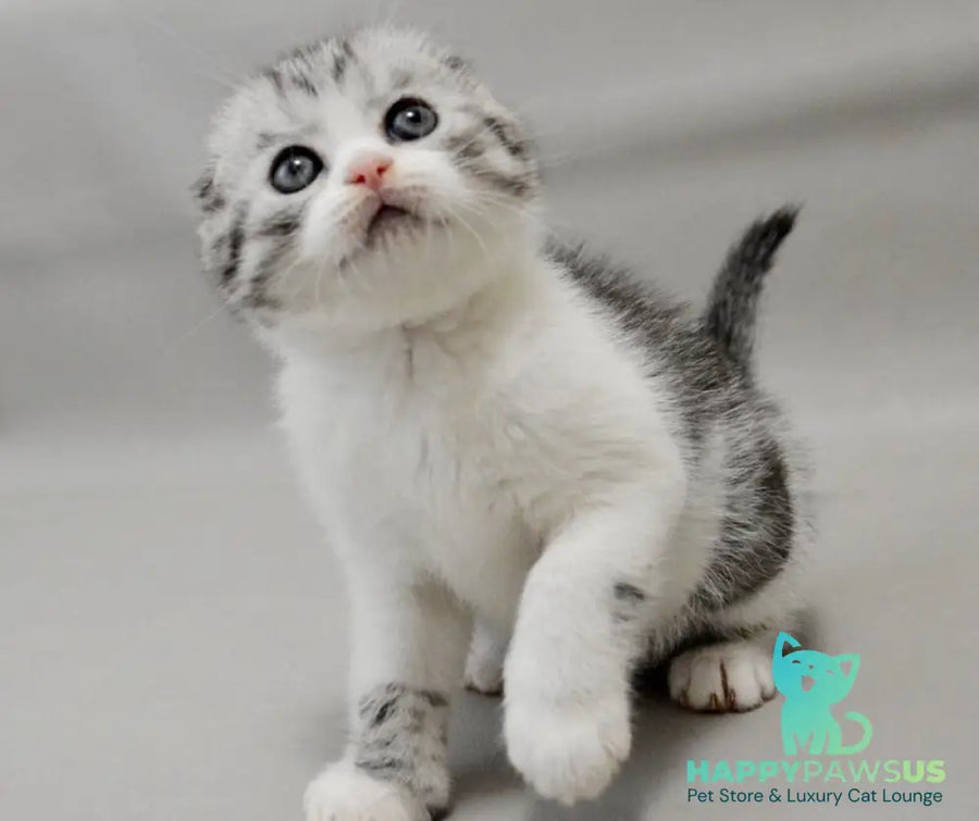 Vatson Scottish Fold male black silver spotted tabby bicolour - live animals