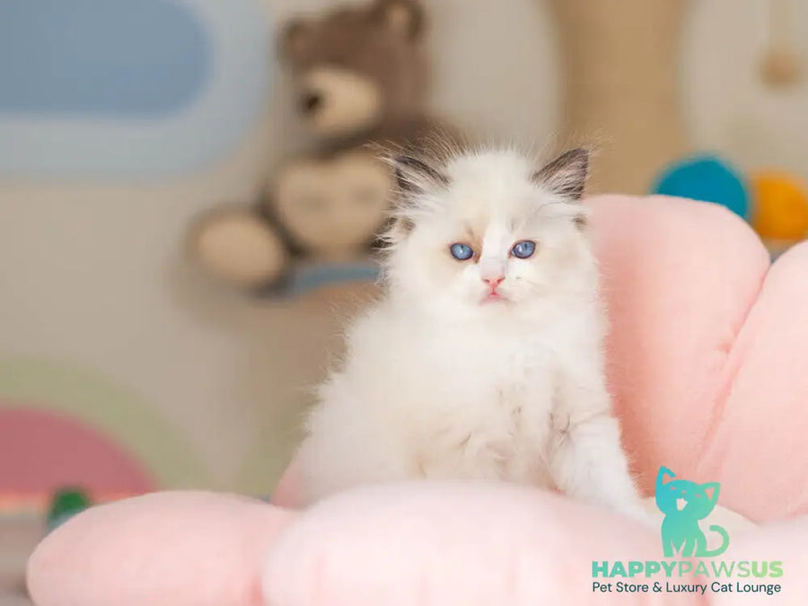 Veda Ragdoll female seal bicolour - live animals