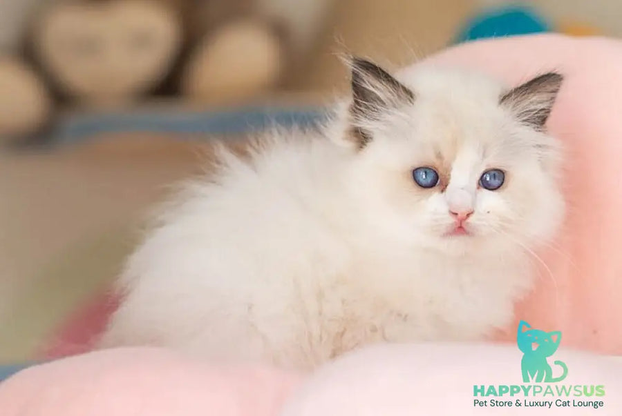 Veda Ragdoll female seal bicolour - live animals