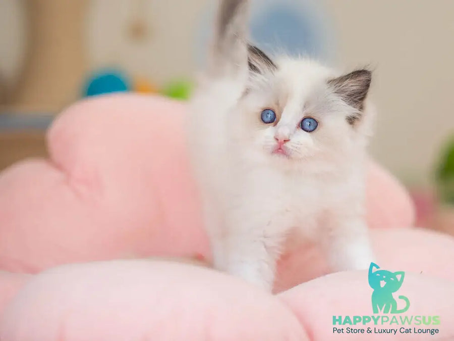 Veda Ragdoll female seal bicolour - live animals