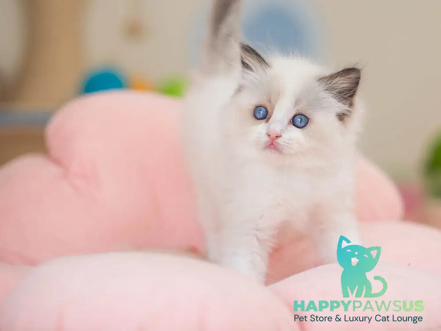 Veda Ragdoll female seal bicolour - live animals