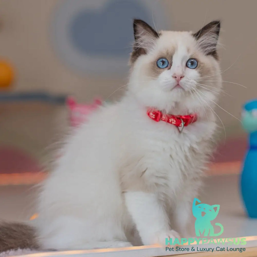 Veda Ragdoll female seal bicolour - live animals