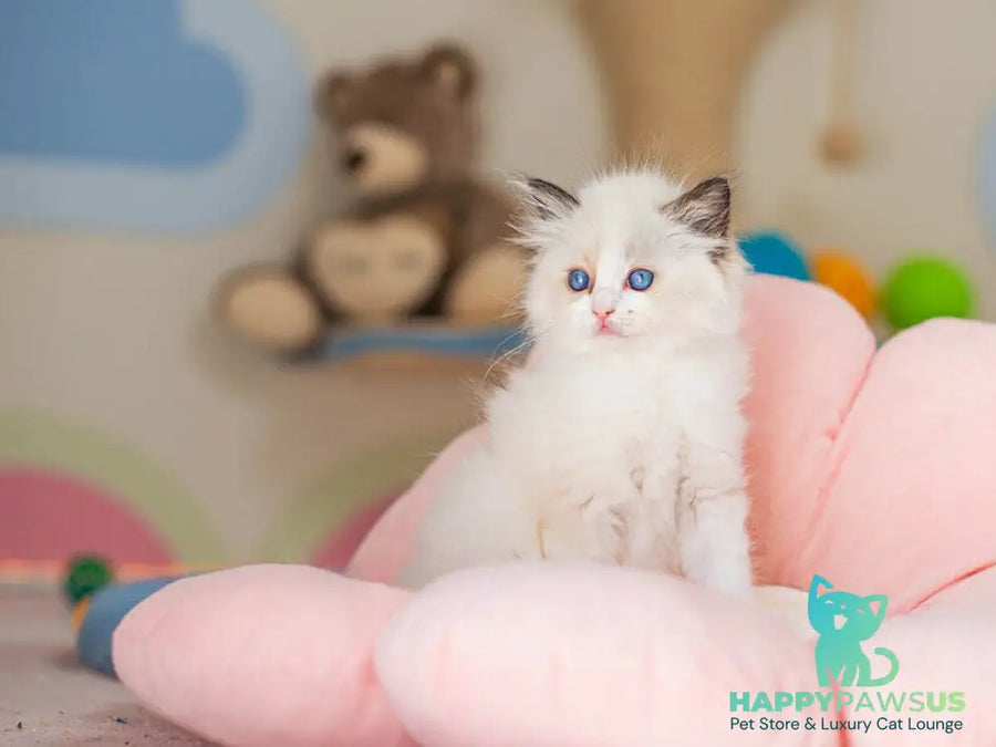 Veda Ragdoll female seal bicolour - live animals