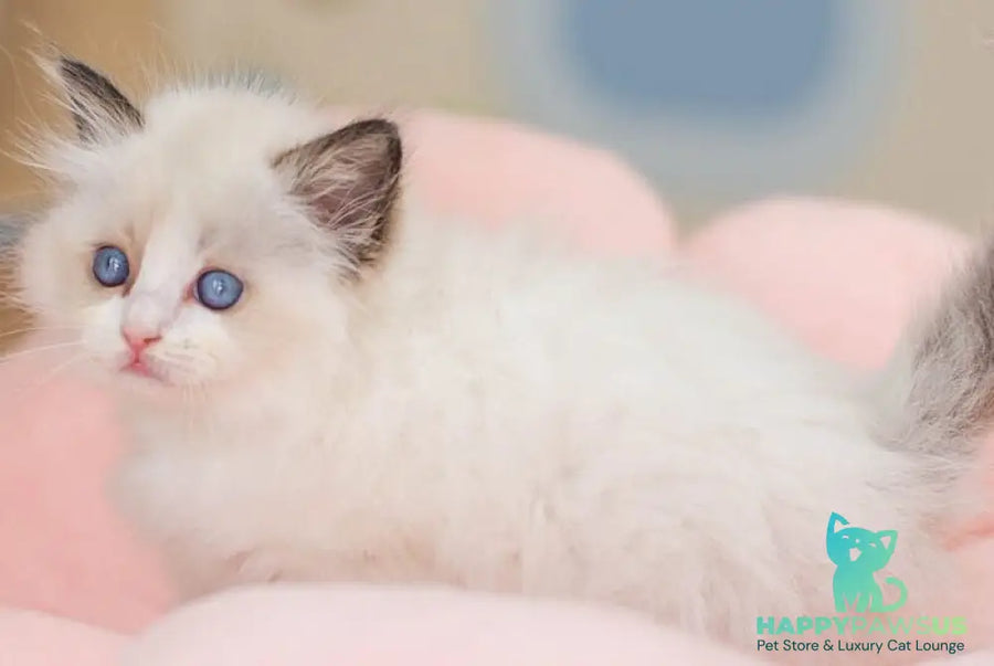 Veda Ragdoll female seal bicolour - live animals