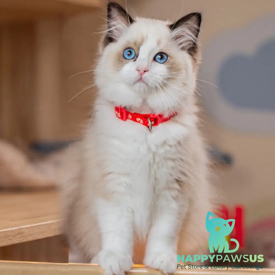 Veda Ragdoll female seal bicolour - live animals