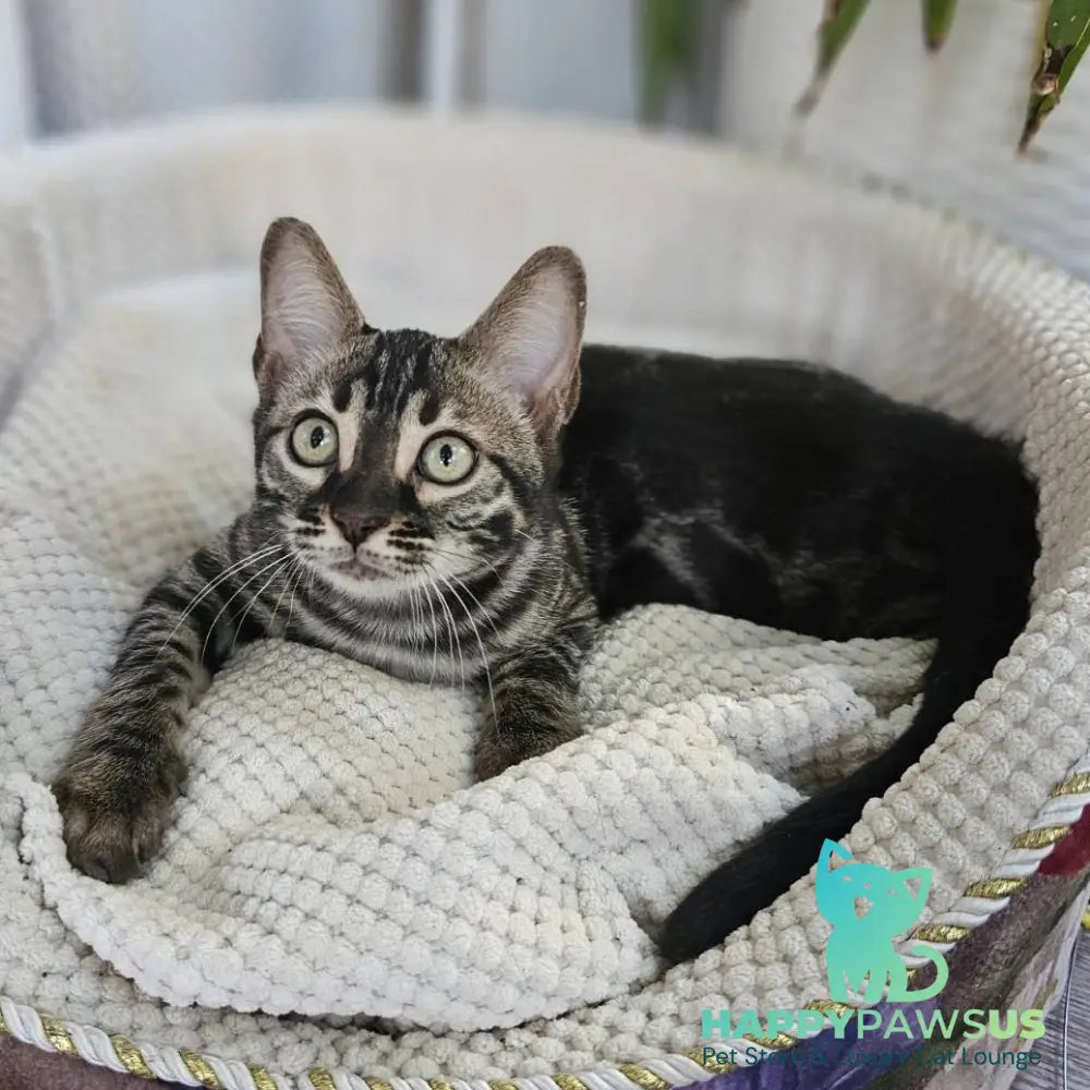 Vega Bengal female black amber spotted tabby - live animals