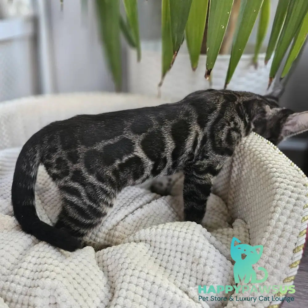Vega Bengal female black amber spotted tabby - live animals