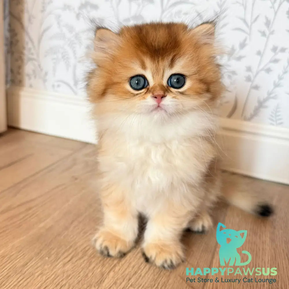 Vegas British Shorthair male black golden shaded - live animals