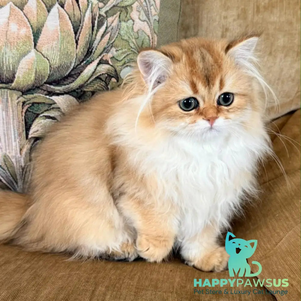 Vegas British Shorthair male black golden shaded - live animals