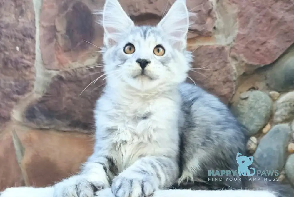 Vegas Maine Coon male black silver spotted tabby live animals