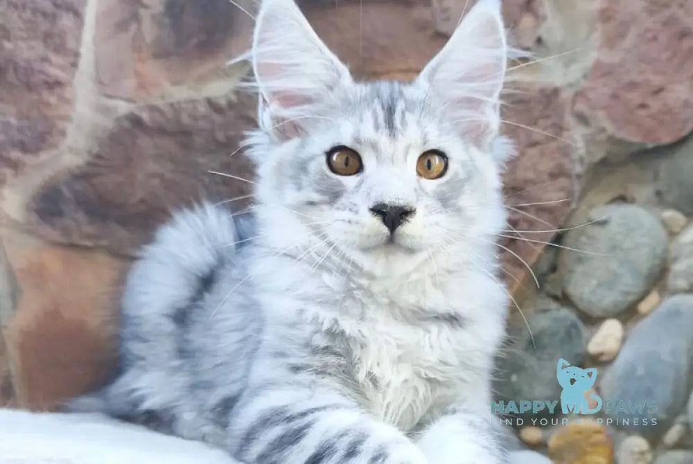 Vegas Maine Coon male black silver spotted tabby live animals