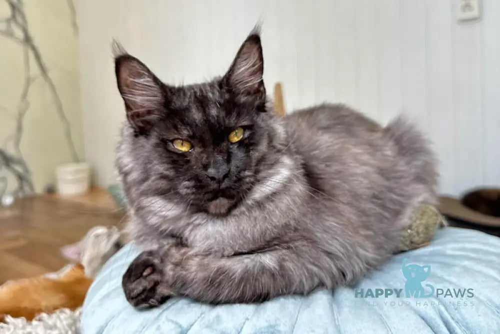 Veila Maine Coon female black smoke live animals