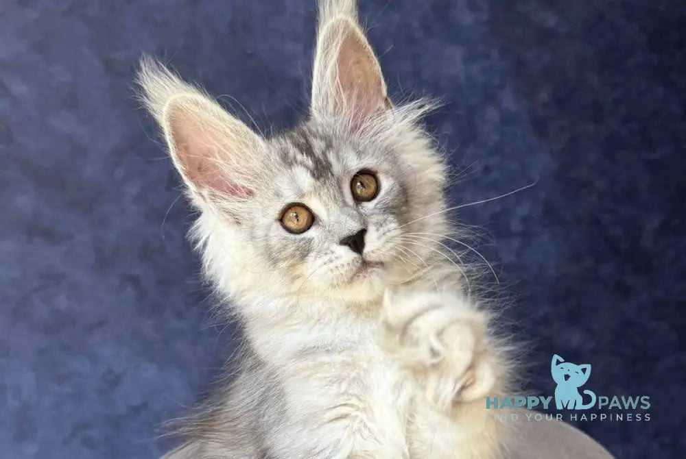 Velari Maine Coon female black silver tabby - live animals