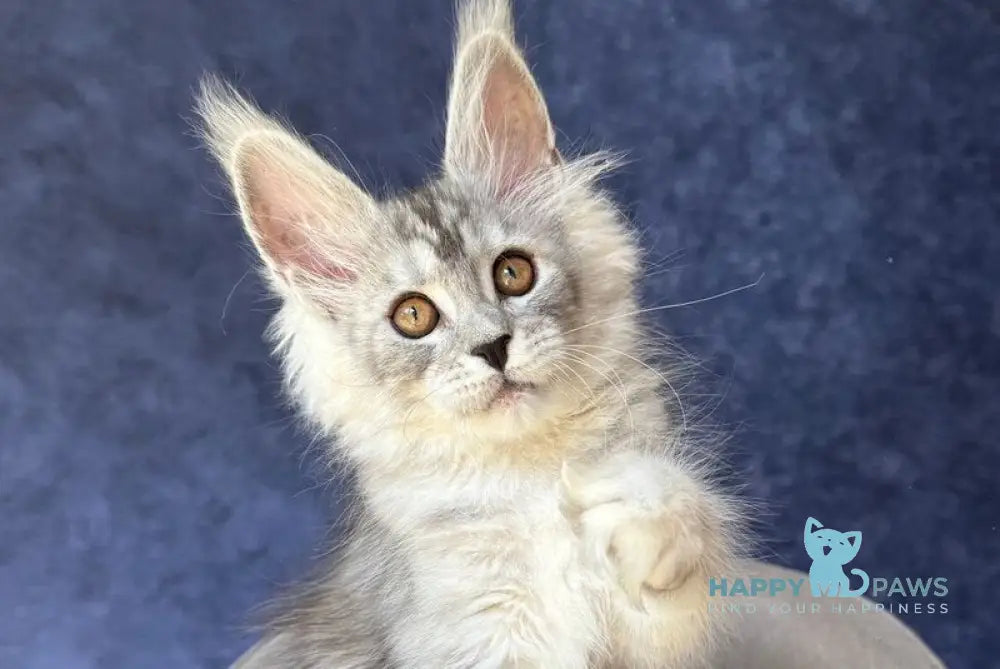 Velari Maine Coon female black silver tabby - live animals