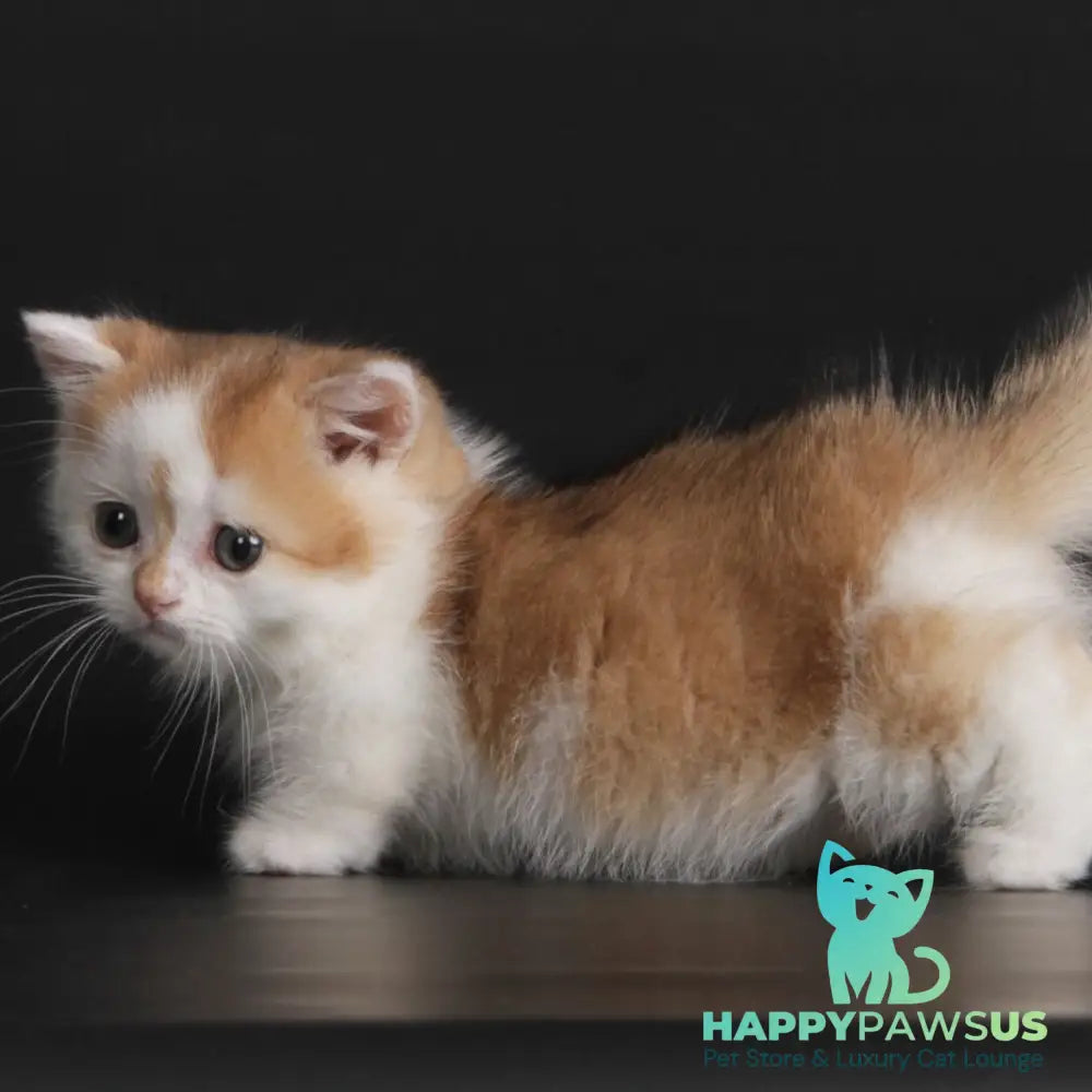 Velcro Munchkin male black golden shaded bicolour - live animals