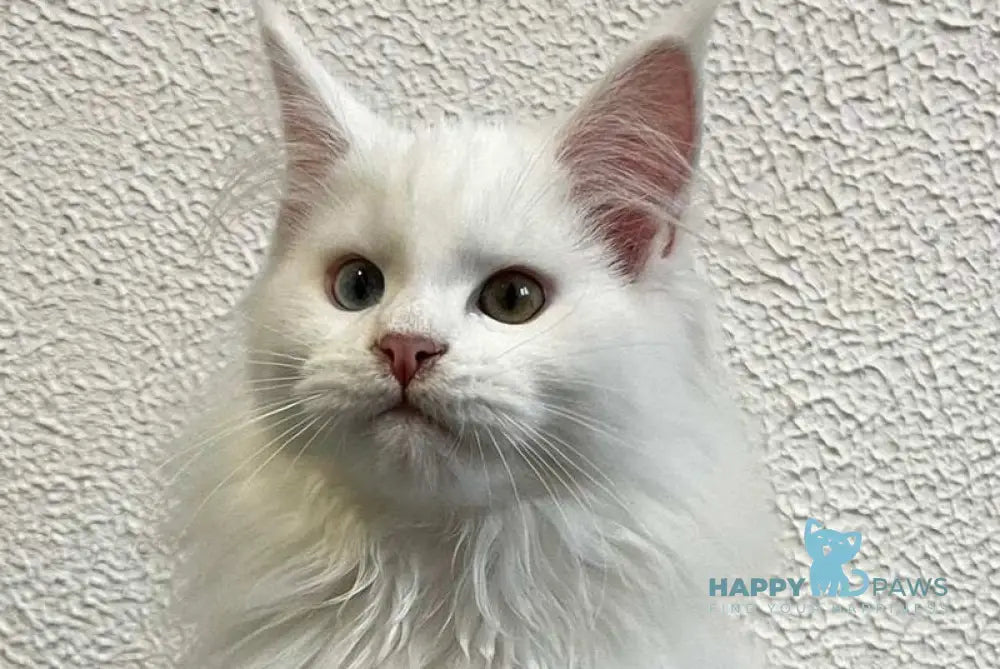 Veles Maine Coon male white live animals
