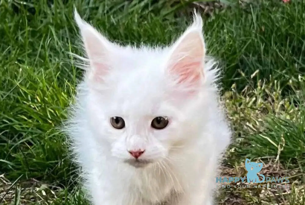 Veles Maine Coon male white live animals
