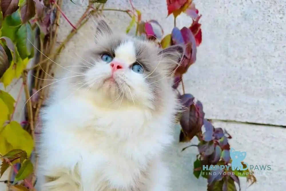 Velor Ragdoll male blue bicolour live animals