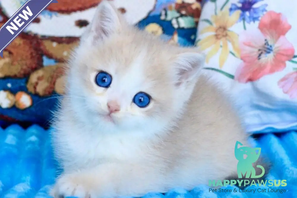 Velvet British Shorthair male blue golden chinchilla - live animals